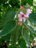 Althaea officinalis